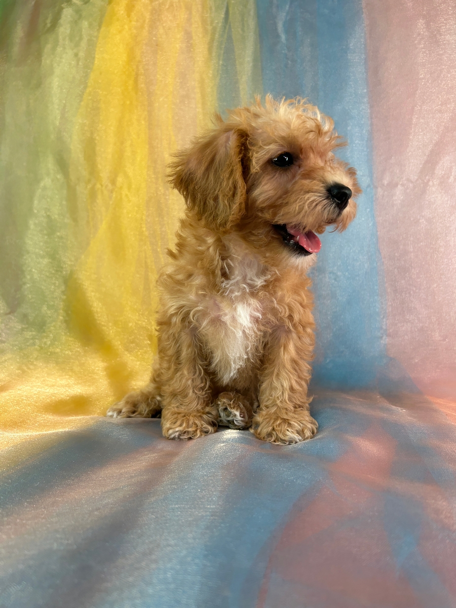 Female Mini Schnoodle Puppy for Sale DOB 7-31-2025